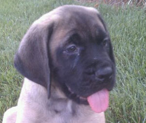 Otis