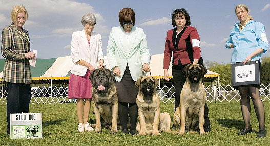 Max, 1st Stud Dog at Bucks 2007.