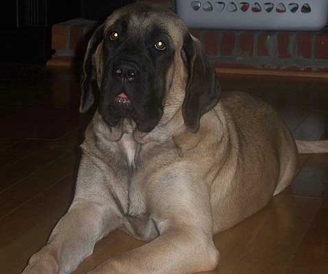 Athena