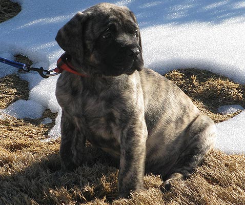 Buzz 8wks