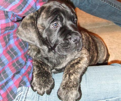 Lola
