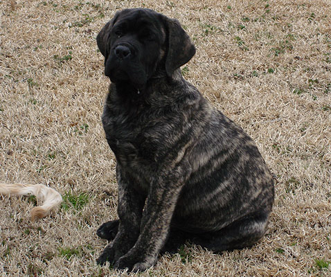 Wilbur
