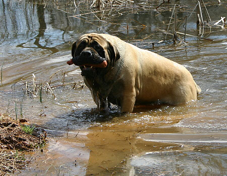 Hillbilly