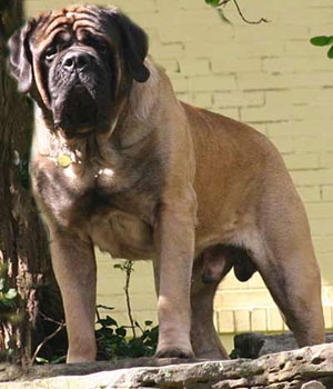 Max
