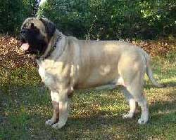 Chumley