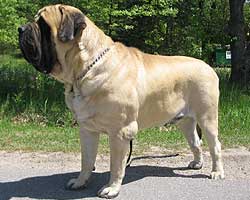 Bubba