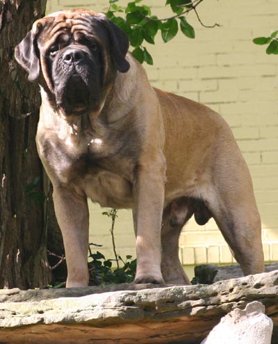Max