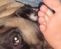 Otis