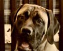 Otis