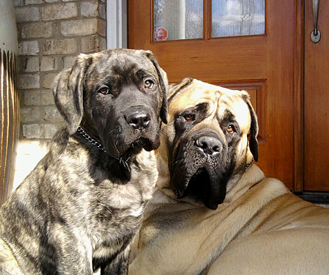 Mojo (brindle) ad Boonen (fawn)